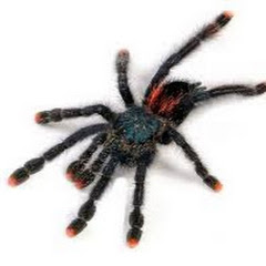 spider doom