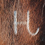 H Open 6 Quarter Horses logo