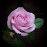 MzT8OLxwrm0-channel-avatar-Phuong Clay Flower