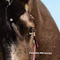 oe3zbmw_nHA-channel-avatar-Fantastic Horses For sale in Spain