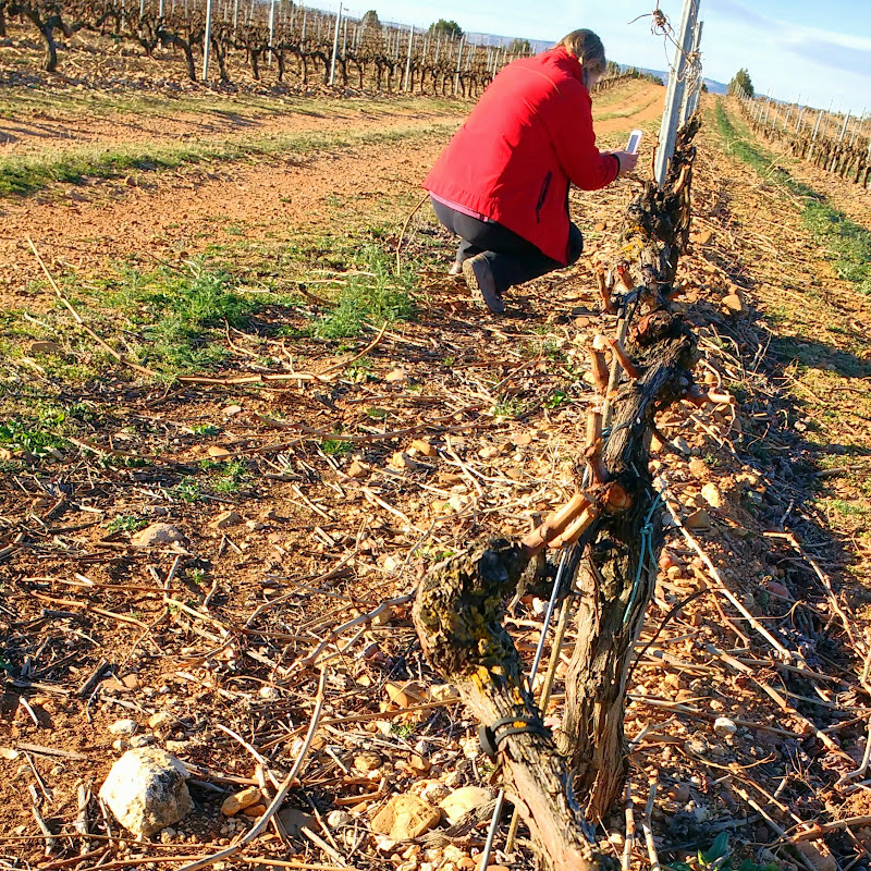 Ribera del Duero