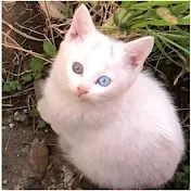 Lumi Towncat