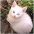 vrb5ybpWaCY-channel-avatar-Lumi Towncat