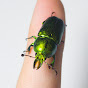 곤충생활InsectLife