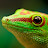 @GeckoClever's avatar