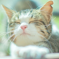 News Tuber profile image