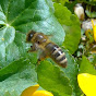 Isi Bee logo