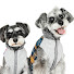 LKouydP-5iQ-channel-avatar-まゆげいぬ / Dogs with Eyebrows