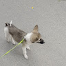 Автор