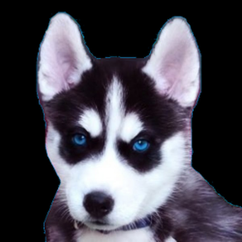 JODY HUSKY icon