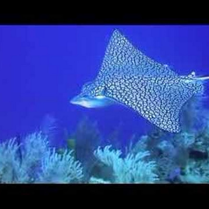 bluemarlinbelize