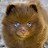 @bearvarine