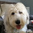Izzy the Sheepadoodle