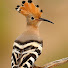 EW3tl9S-rec-channel-avatar-Upupa Epops Birds