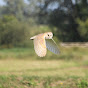 Somerset Barn Owl Live logo
