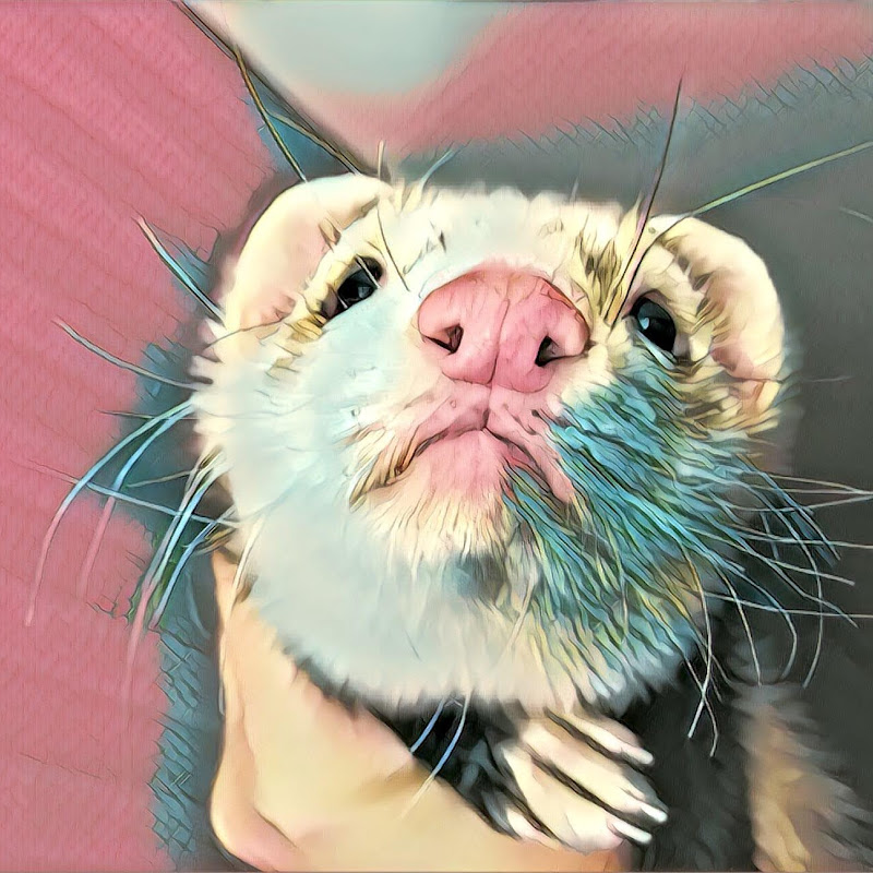 Хорёк Альф Logo