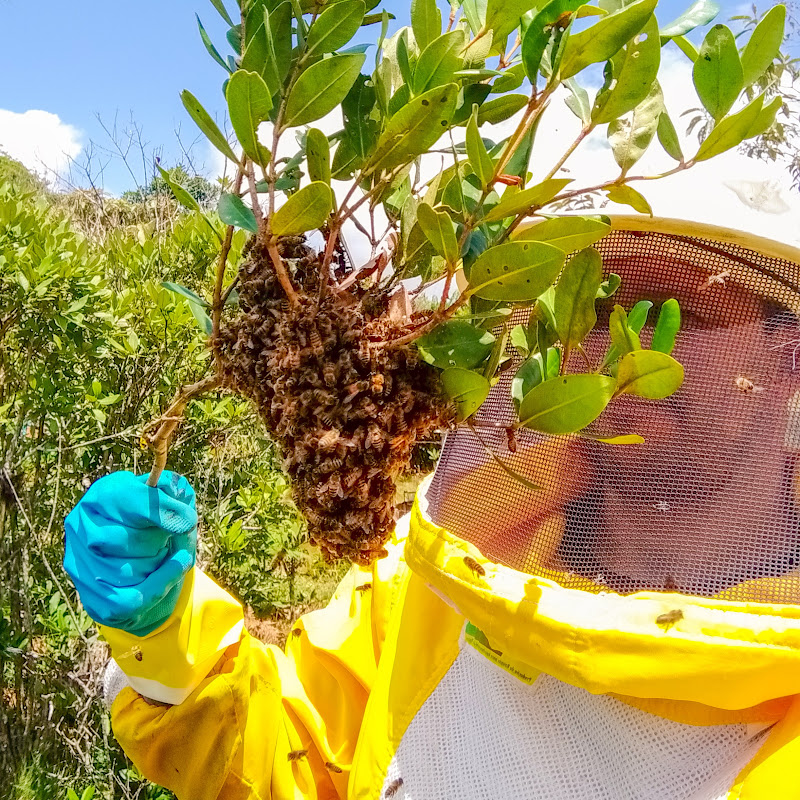 Apiários da Serra