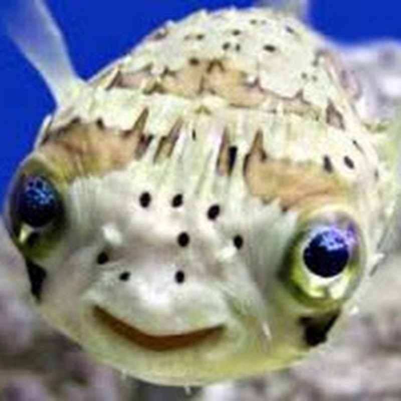 Mr Fugu Data Science