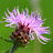 @Seafox0011