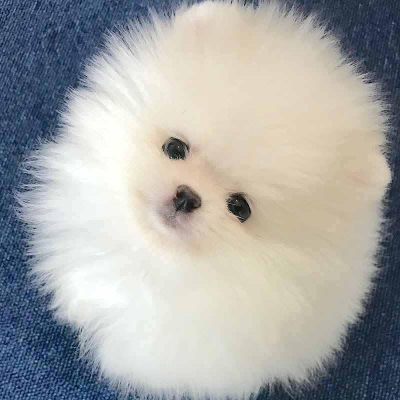 ポメラニアンのマヨちゃんねる Logo