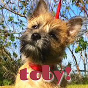 Toby the Terrier