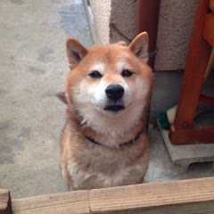 サンゴゴンサ