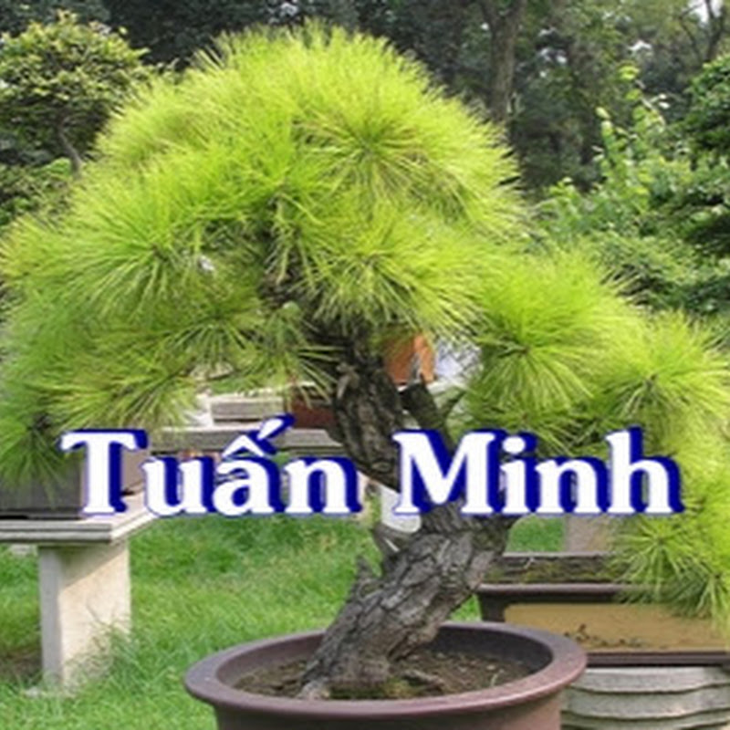 Bonsai Tuấn Minh