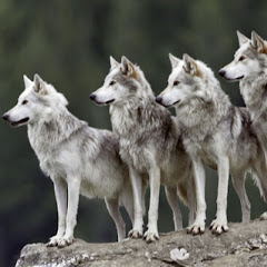 Microsoft Clustering