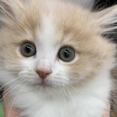 もちねこ。めるさん