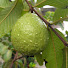 wEgRHoU5-V0-channel-avatar-Frutíferas no Vaso - Daniel Vilela