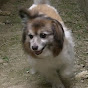 パピヨン犬のチョコビ