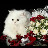@amalahmedali