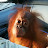 Orangutan Outreach ~ redapes.org