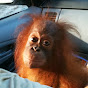 Orangutan Outreach ~ redapes.org logo
