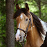 yMR_PrCo9JI-channel-avatar-Ranch of Rescued Hope