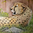 Vq3cAulR53s-channel-avatar-Keshia Bird Art