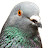 @protopigeon Avatar