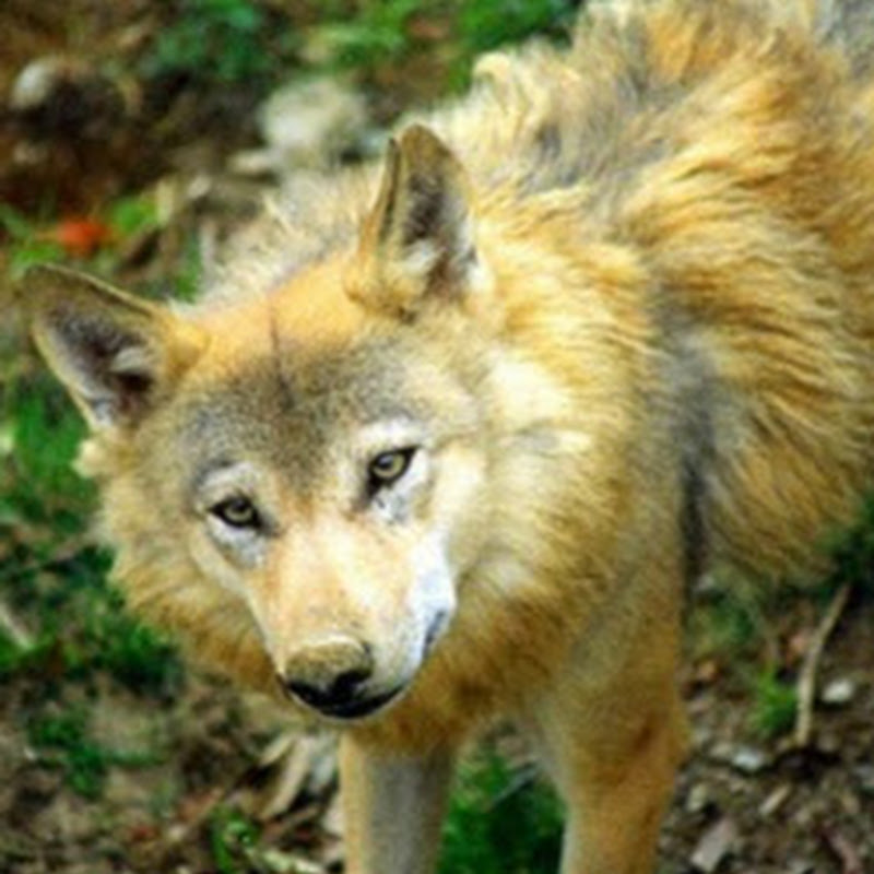Gold Wolf