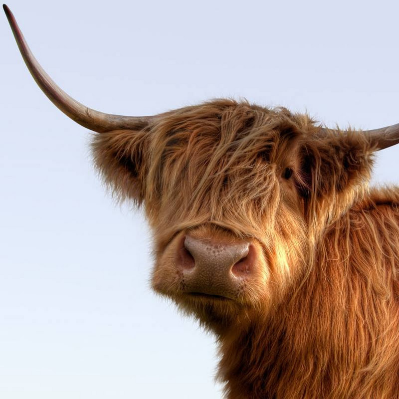 VisitScotland icon