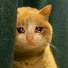 uaM83VfX1YQ-channel-avatar-눈물고양이