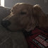 JIIC2tTMZdY-channel-avatar-Cooper the Service Dog
