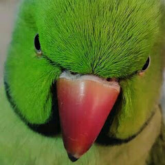 Channel thumbnail for ParroTube