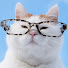 MjEMfqgrdHY-channel-avatar-かご猫 Blog