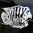 rTyzMsPPMRE-channel-avatar-JDO Fishtank