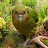 @WanderingKakapo Avatar