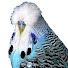 WOAVlIvdeTQ-channel-avatar-Exhibition Budgerigar Forum