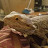 @lizardjoesreptiles4224