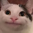 z5__gvZCTDc-channel-avatar-shookshack