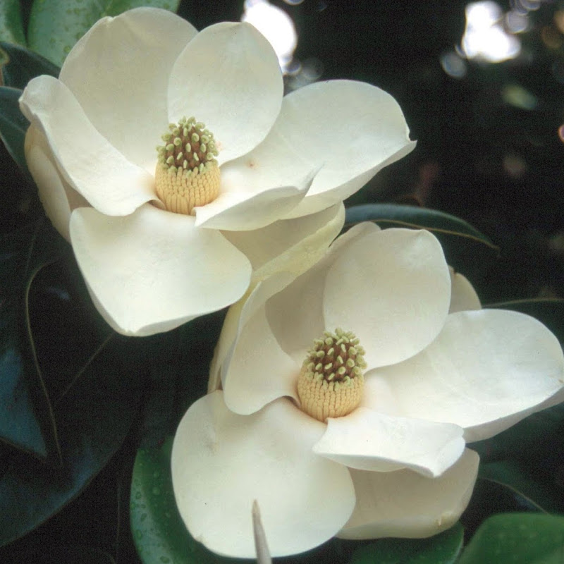 Atlanta Botanical Garden