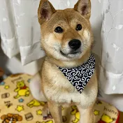 柴犬ハマ吉 shiba inu hamakiti
